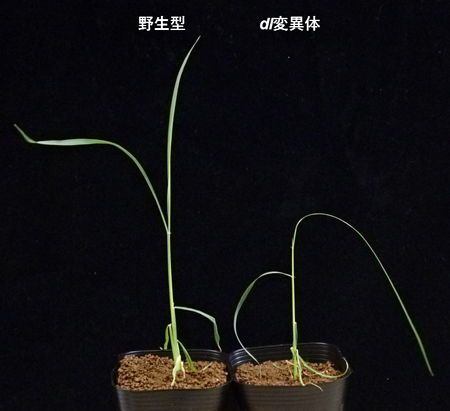 DL遺伝子の遺伝情報を改変したゲノム編集体(右)と野生型(左)の図