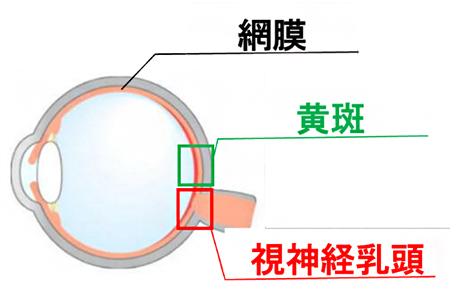 視神経乳頭と黄斑の図