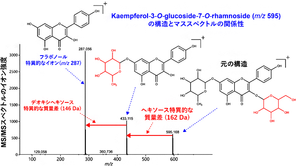 代謝物の構造とMS/MSスペクトルの関係の図