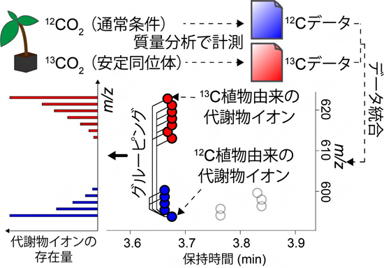 代謝物を構成する炭素数の決定の図