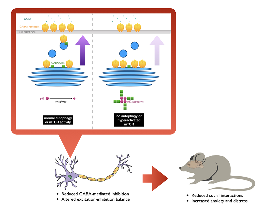 pileup of p62 affects social behavior