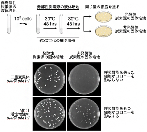 mtDNAの欠失変異による酵母の呼吸機能喪失を阻止するMhr1の大量発現の図