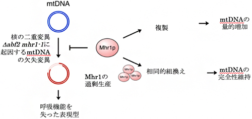 mtDNAの欠失変異を阻止するMhr1主導のmtDNAの相同的組換えと複製モデルの図