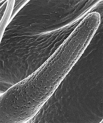 Microscopic image of nanopores