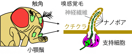 昆虫の嗅覚器官の図