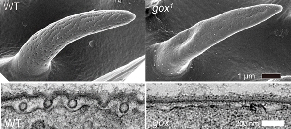 gore-tex遺伝子変異体のナノポアの電子顕微鏡画像の図