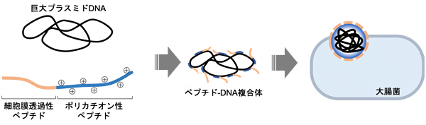 機能性ペプチドによる巨大プラスミドDNAの大腸菌細胞内への導入の図