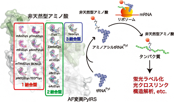 AF変異PylRSによる人工アミノ酸のタンパク質への導入およびその応用の図