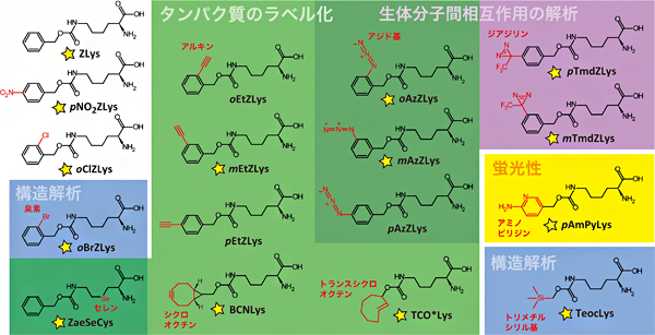 本研究でタンパク質への導入を調べた17種類の人工アミノ酸の図