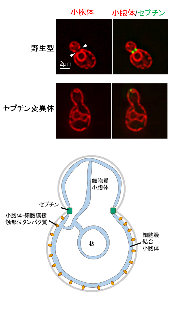 セプチンによる細胞膜結合小胞体の分断の図