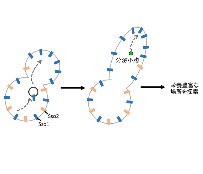 Sso1タンパク質の芽への移動による細胞伸長促進モデル