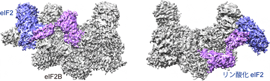 eIF2（青と紫）のリン酸化によるeIF2B（灰色）への結合の向きの切り替わりの図