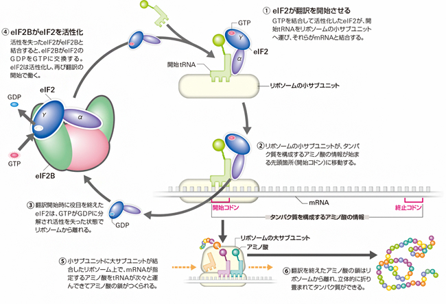 真核生物の翻訳開始で働くeIF2BとeIF2の図