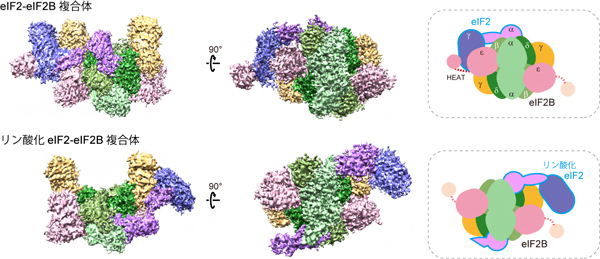 ヒトeIF2-eIF2B複合体の構造の図
