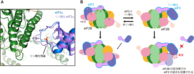 eIF2のリン酸化による制御機構の図