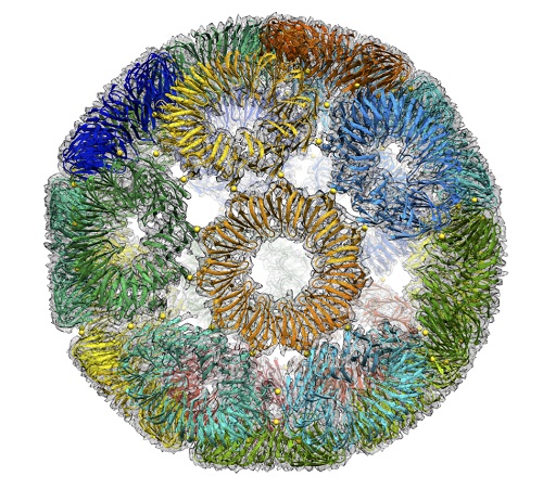 Image of the chemical structure of the protein cage