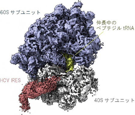 翻訳反応中のリボソームに結合するIRESを捉えたクライオ電子顕微鏡像の図