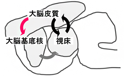 欠神発作の発症機構の図