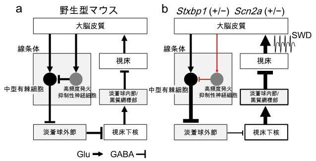 欠神てんかん発症の神経回路の図