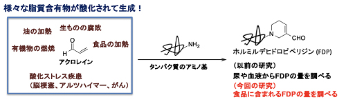 アクロレインとタンパク質との反応によるFDPの生成の図