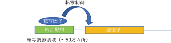 転写因子による遺伝子発現制御の模式図の画像