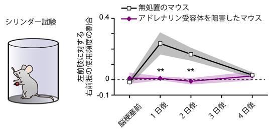 シリンダー試験によるマウスの運動機能の評価の図