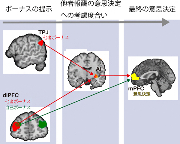 他者の報酬を考慮した意思決定を行うための脳回路の図