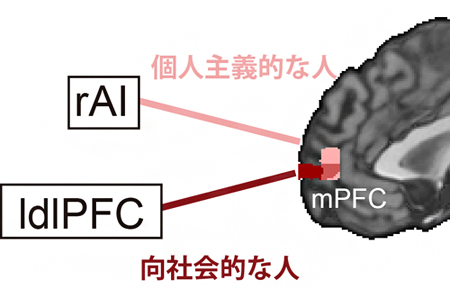 社会行動の個人差に伴う脳回路の働きの違いの図