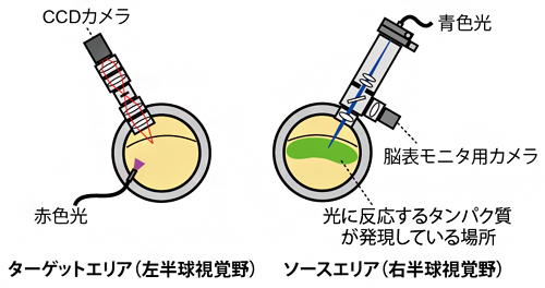 両半球視覚野におけるopto-OISIの概略の図