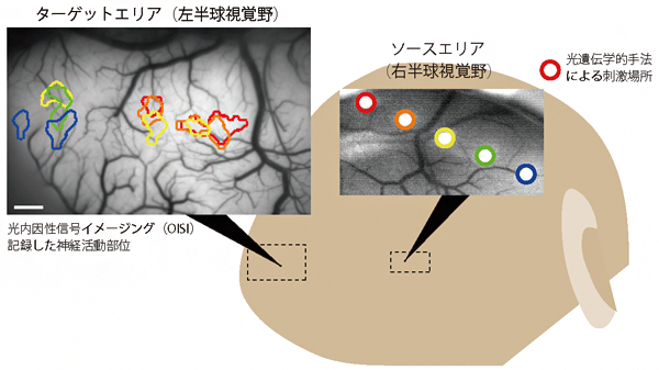 opto-OISIで可視化したサルの初期視覚野における両半球の神経回路の図