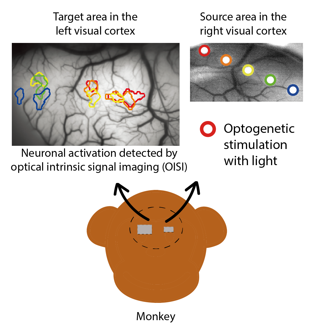 the OPTI-OISI experiment