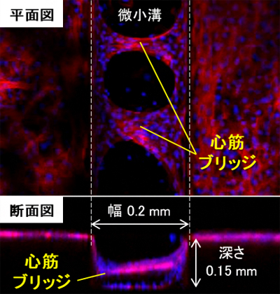 微小溝に生じたラットの心筋ブリッジの図