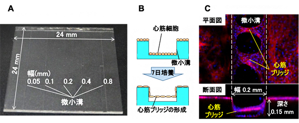 微小溝シートを用いた細胞培養と心筋ブリッジの顕微鏡画像の図