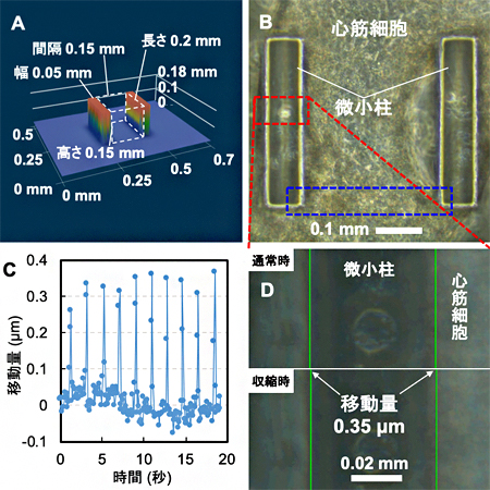 微小柱を使った心筋ブリッジの動き解析の図