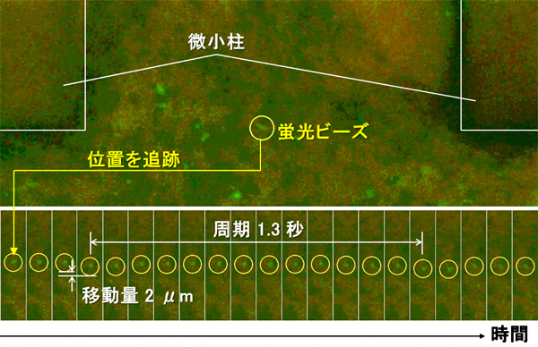 微小柱の間の培養液の流れの図