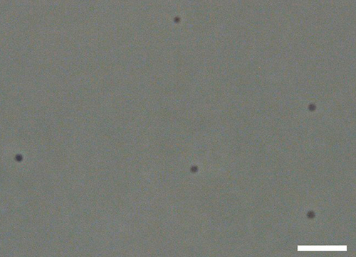 分離培養に成功した新規の難培養アーキアの顕微鏡観察像（スケールバー、5um）の図