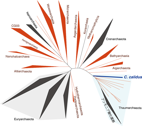 本研究で分離培養したConexivisphaera calidusの系統学的位置の図