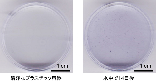 クリスタルバイオレット染色の結果