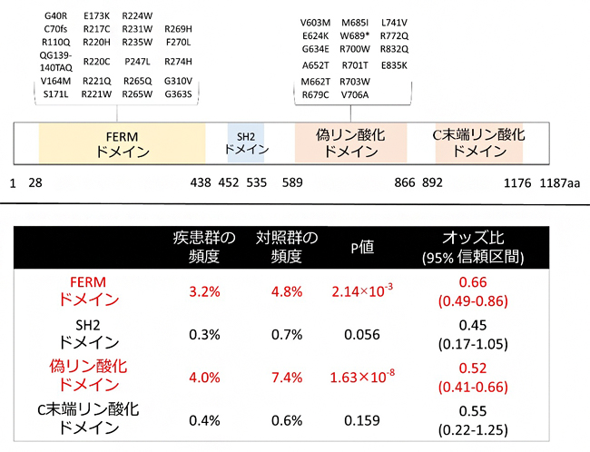 TYK2タンパク質の各ドメインにおける変異とドメインごとのP値およびオッズ比の図