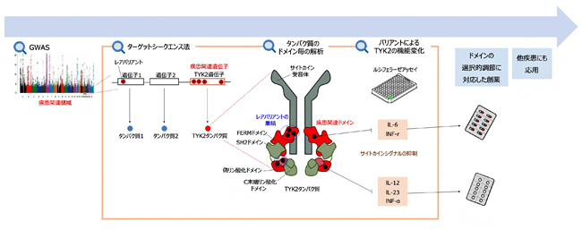 今回のレアバリアント探査によって得られたドメインごとの機能の違いと創薬への流れの図