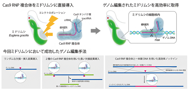 今回成功したミドリムシにおけるCas9 RNPを用いたゲノム編集手法の概要の図
