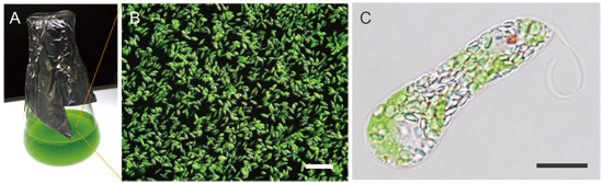 ミドリムシ（Euglena gracilis）の好気条件での培養の様子と顕微鏡写真の画像