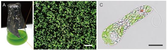 ミドリムシ(Euglena gracilis)の好気条件での培養の様子と顕微鏡写真の画像