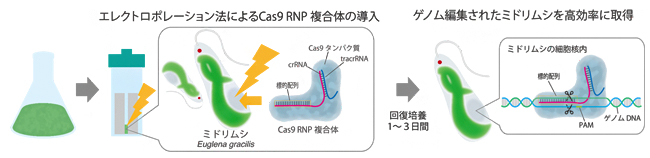 Cas9 RNP複合体を用いたミドリムシ(Euglena gracilis)ゲノム編集手法の流れの図