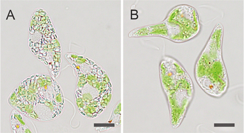 Cas9 RNP複合体を用いたゲノム編集により作出したミドリムシ（Euglena gracilis）の例の図