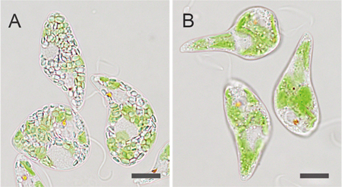 Cas9 RNP複合体を用いたゲノム編集により作出したミドリムシ(Euglena gracilis)の例の図