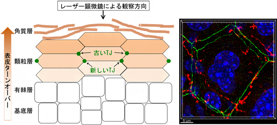 表皮断面の模式図とマウス表皮顆粒層のレーザー顕微鏡画像の図