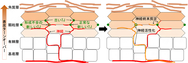 TJバリアでの感覚神経終末の剪定とその異常に伴う神経活性化の図