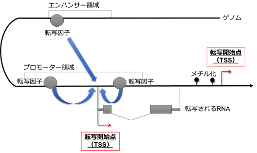 RNAの転写制御に関わるさまざまな要素の図