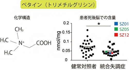 ベタインの構造（左）と健常者および統合失調症患者の脳内ベタイン濃度（右）の図